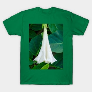 Shy Datura Flower Photograph. T-Shirt